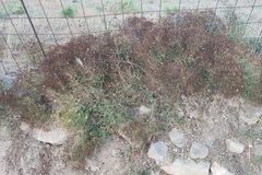 Hypericum triquetrifolium