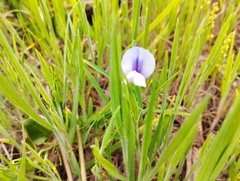 Lathyrus berteroanus