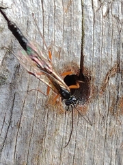 Ichneumonoidea