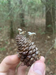 Strobilurus tenacellus