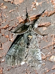 Dasychira vagans