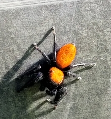 Phidippus apacheanus