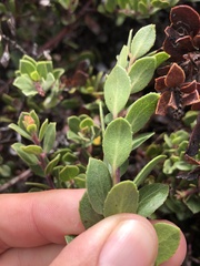 Arctostaphylos pacifica