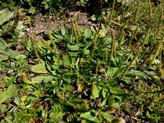 Plantago depressa