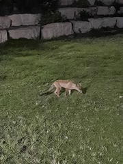 Vulpes vulpes