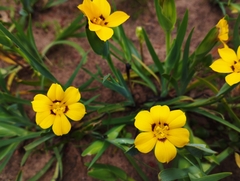 Sisyrinchium graminifolium