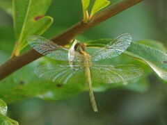 Erythrodiplax minuscula
