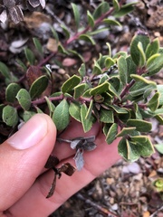 Arctostaphylos pacifica
