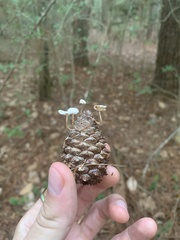 Strobilurus tenacellus