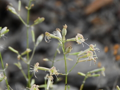 Silene spinescens