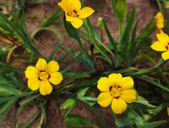 Sisyrinchium graminifolium