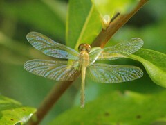 Erythrodiplax minuscula