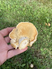 Paxillus cuprinus