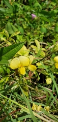 Vigna luteola