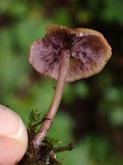 Baeospora myriadophylla