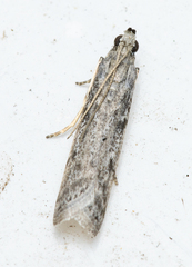 Phycitodes reliquellum