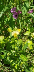 Vigna luteola