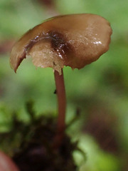 Baeospora myriadophylla