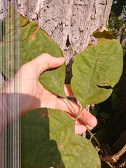 Agrilus planipennis