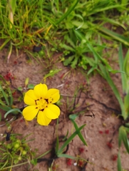 Sisyrinchium graminifolium
