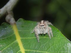 Megafreya sutrix