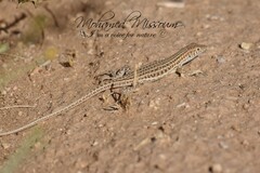 Acanthodactylus boskianus
