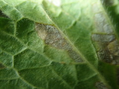 Peronospora