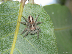 Megafreya sutrix