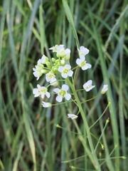Capsella grandiflora