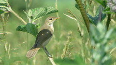 Acrocephalus palustris