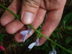 Lobelia brevifolia