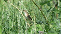 Acrocephalus palustris