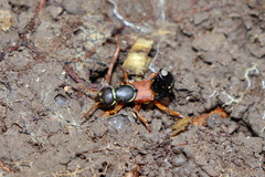 Staphylinus caesareus