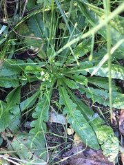 Capsella grandiflora