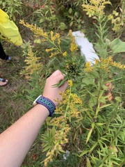 Solidago