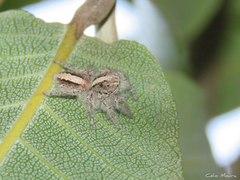 Megafreya sutrix