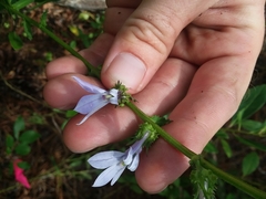 Lobelia brevifolia
