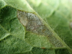 Peronospora