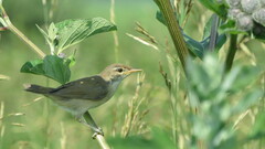 Acrocephalus palustris