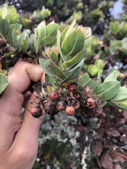 Arctostaphylos montaraensis