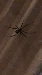 Latrodectus