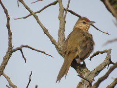 Phacellodomus rufifrons