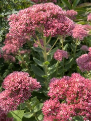 Hylotelephium maximum × spectabile