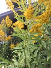 Bombus vosnesenskii