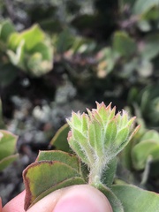 Arctostaphylos montaraensis