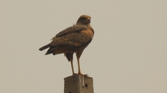 Buteogallus meridionalis