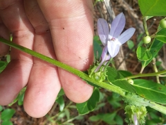 Lobelia brevifolia