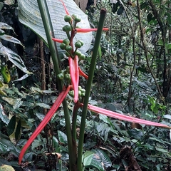 Heliconia aemygdiana