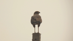 Buteogallus meridionalis