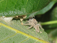 Megafreya sutrix